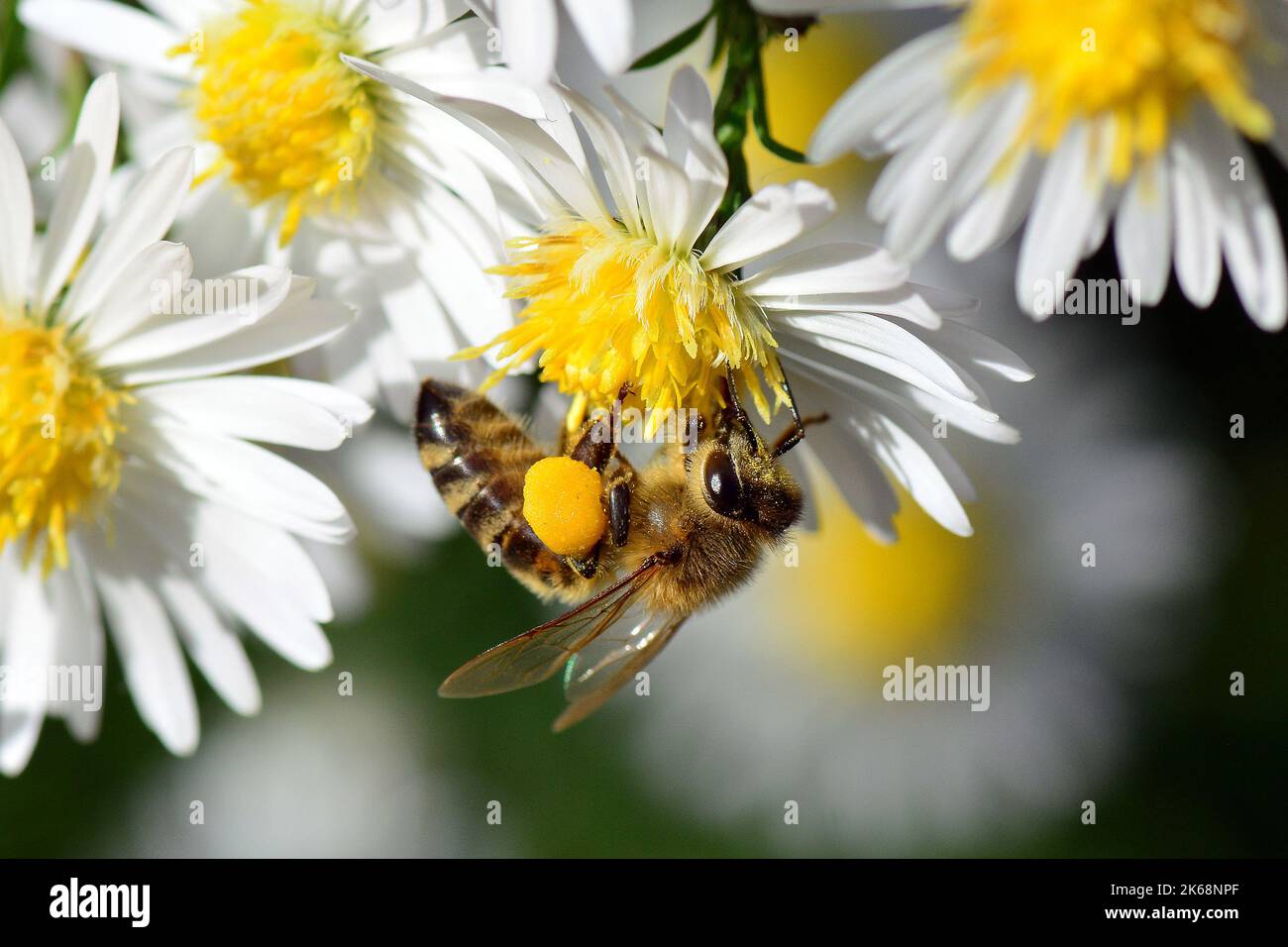 Abeille occidentale, Europäische Honigbiene, abeille européenne, Apis mellifera, háziméh, Hongrie, Budapest, Magyarprszág, Europe Banque D'Images