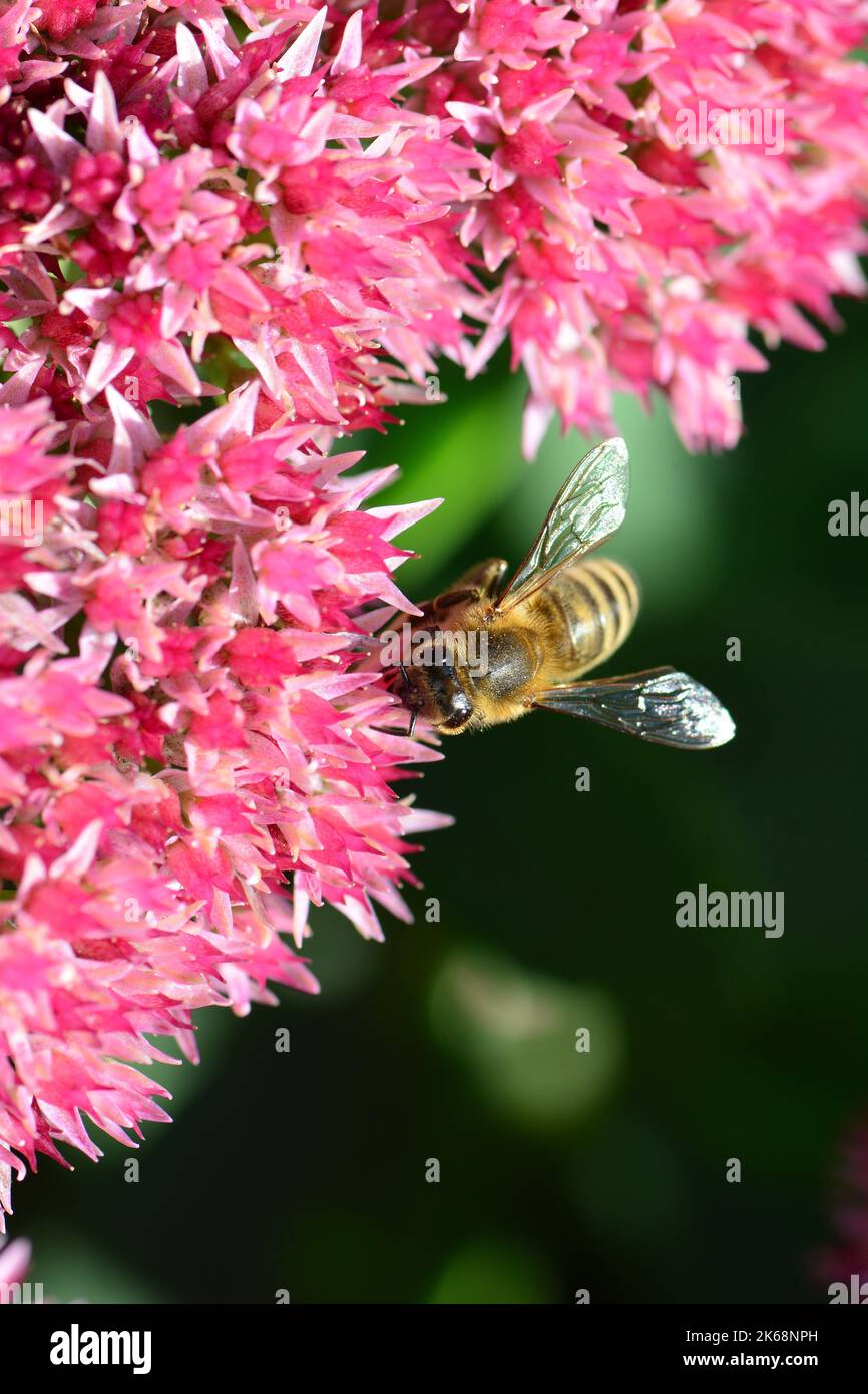 Abeille occidentale, Europäische Honigbiene, abeille européenne, Apis mellifera, háziméh, Hongrie, Budapest, Magyarprszág, Europe Banque D'Images