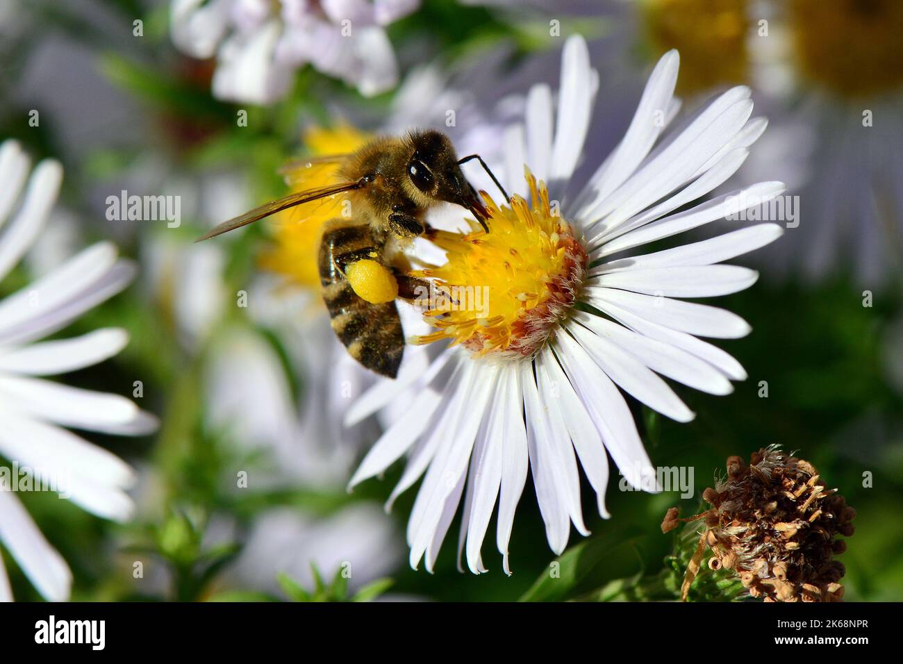 Abeille occidentale, Europäische Honigbiene, abeille européenne, Apis mellifera, háziméh, Hongrie, Budapest, Magyarprszág, Europe Banque D'Images