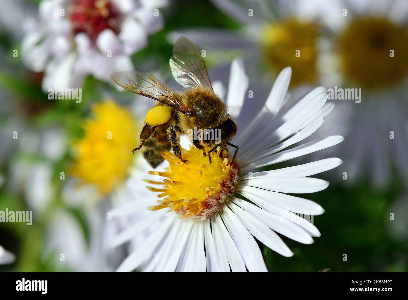 Abeille occidentale, Europäische Honigbiene, abeille européenne, Apis mellifera, háziméh, Hongrie, Budapest, Magyarprszág, Europe Banque D'Images