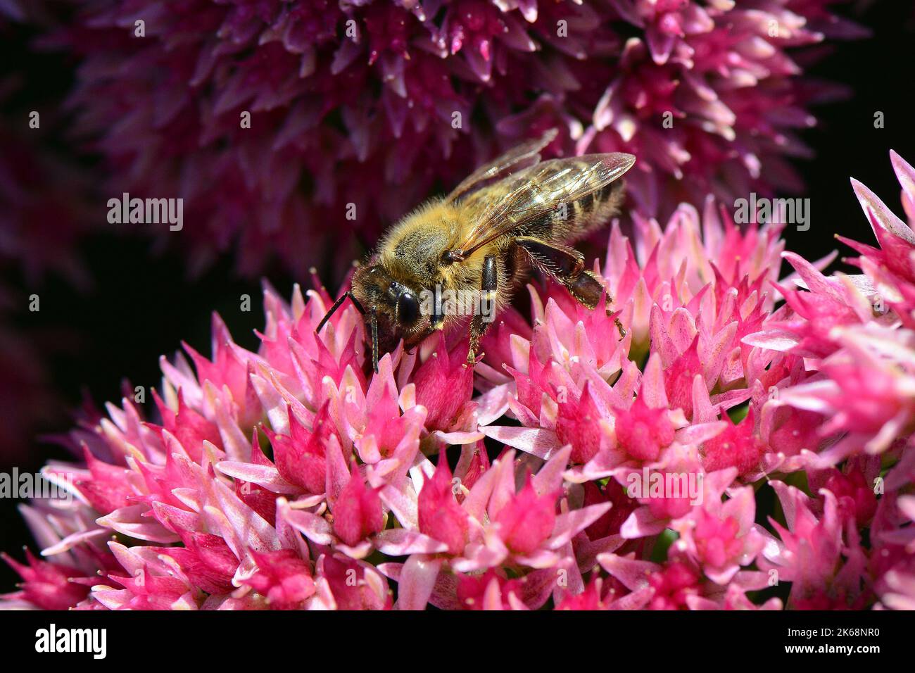 Abeille occidentale, Europäische Honigbiene, abeille européenne, Apis mellifera, háziméh, Hongrie, Budapest, Magyarprszág, Europe Banque D'Images