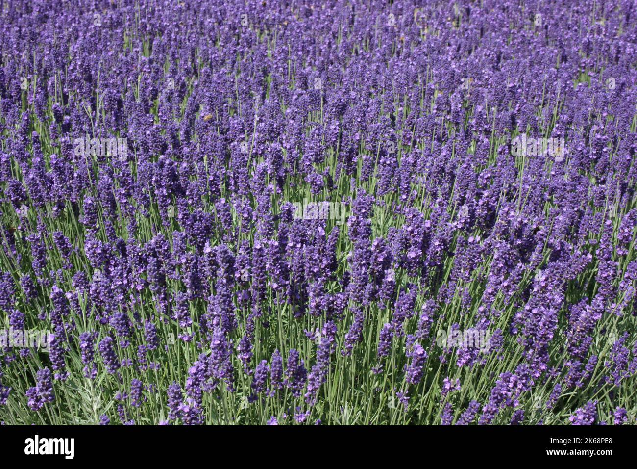 Lavande (Lavandula angustifolia 'Hidcote Blue') dans le jardin. Banque D'Images