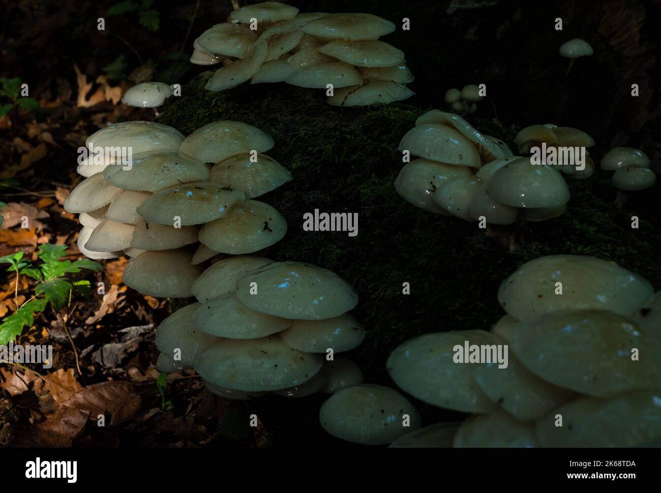 Corps de fructification de champignons en porcelaine sur une bûche morte éclairée par la lumière du soleil de l'après-midi Banque D'Images