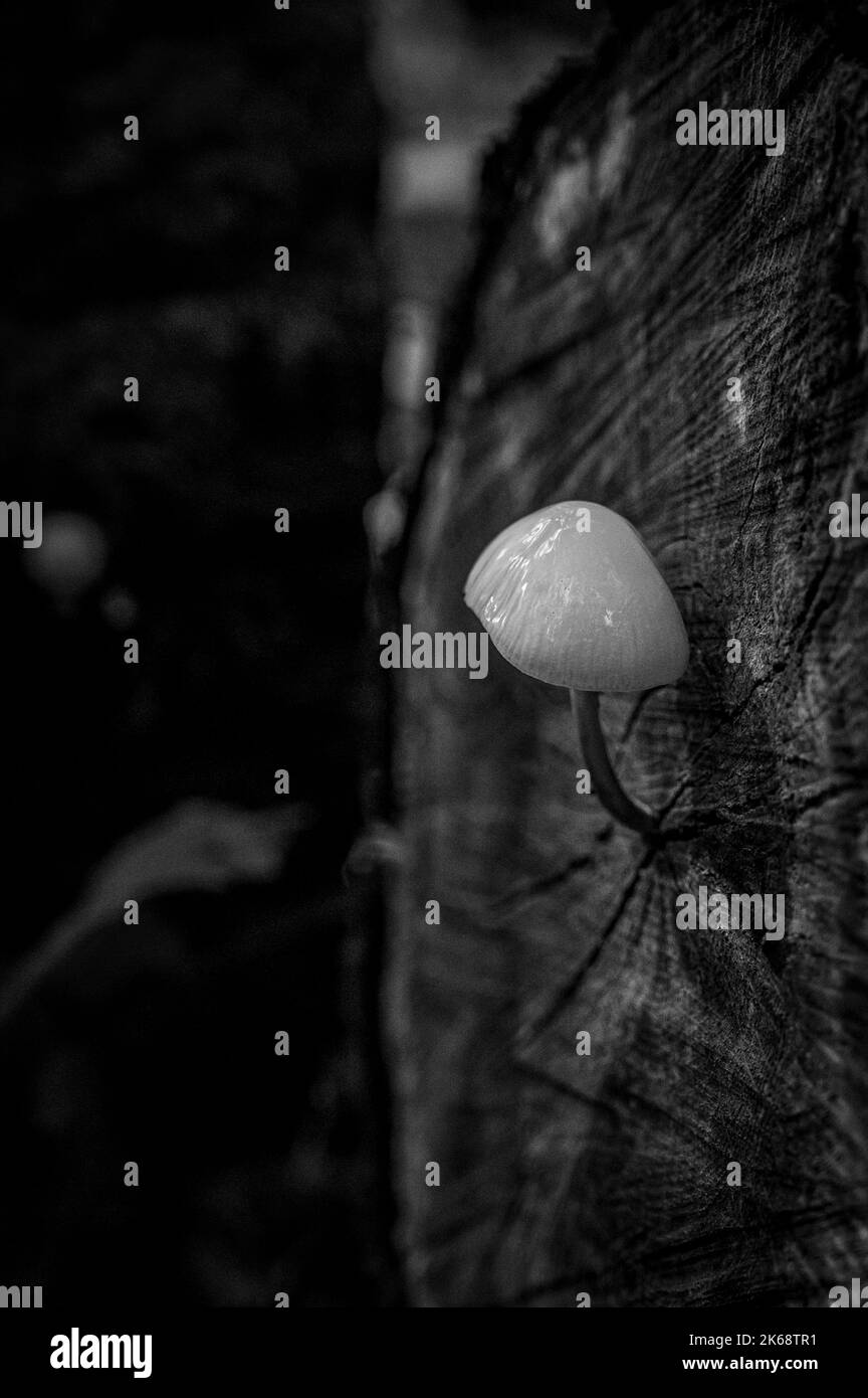 Etude en noir et blanc d'un champignon de porcelaine qui pousse le corps à partir du centre d'une bûche de pourriture Banque D'Images