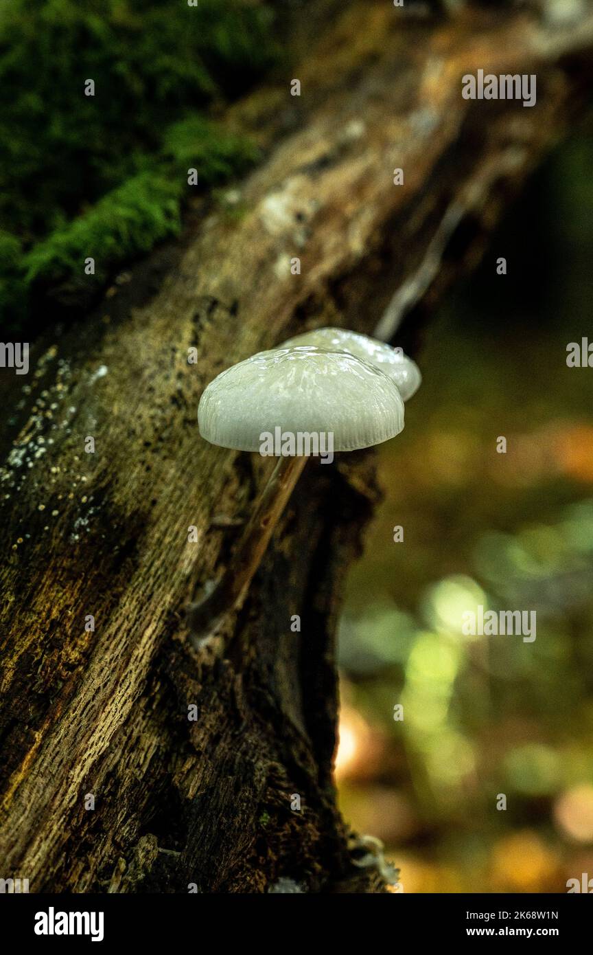 Corps de fructification de champignons de porcelaine sur le bois de rotage Banque D'Images