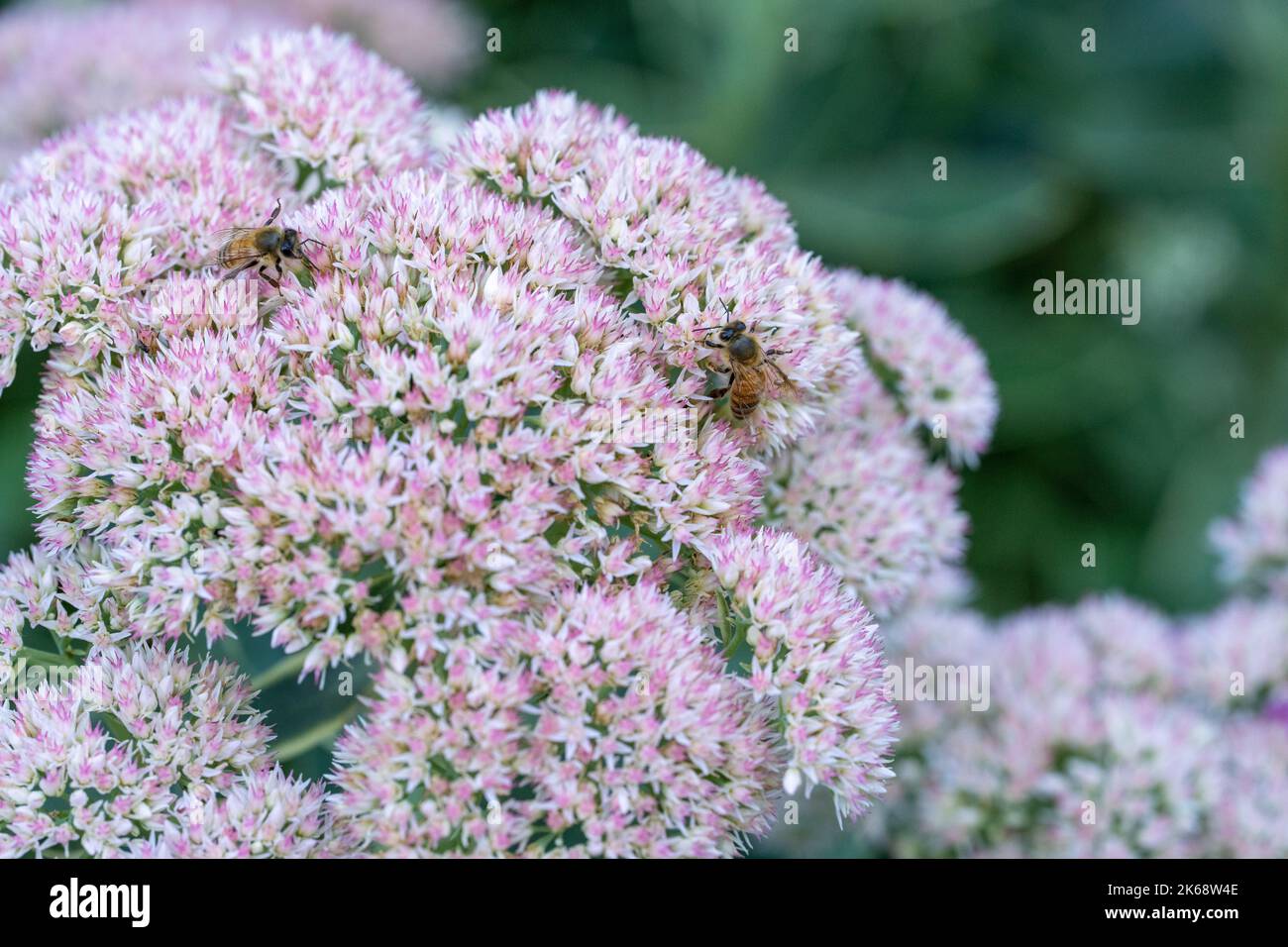 Gros plan d'une abeille en train de prendre du pollen de fleurs de sedum dans un jardin Banque D'Images