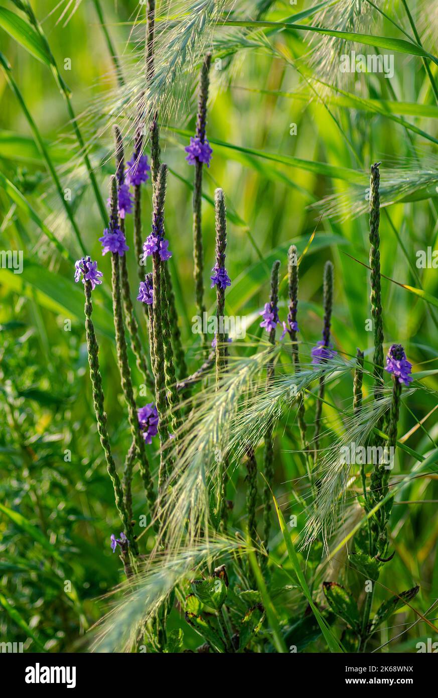 Blue Verbain Blooms au milieu des herbes « Fox Tail », Clear Creek Knolls Trail, Nachusa Grasslands nature Conservancy, Ogle & Lee Counties, Illinois Banque D'Images