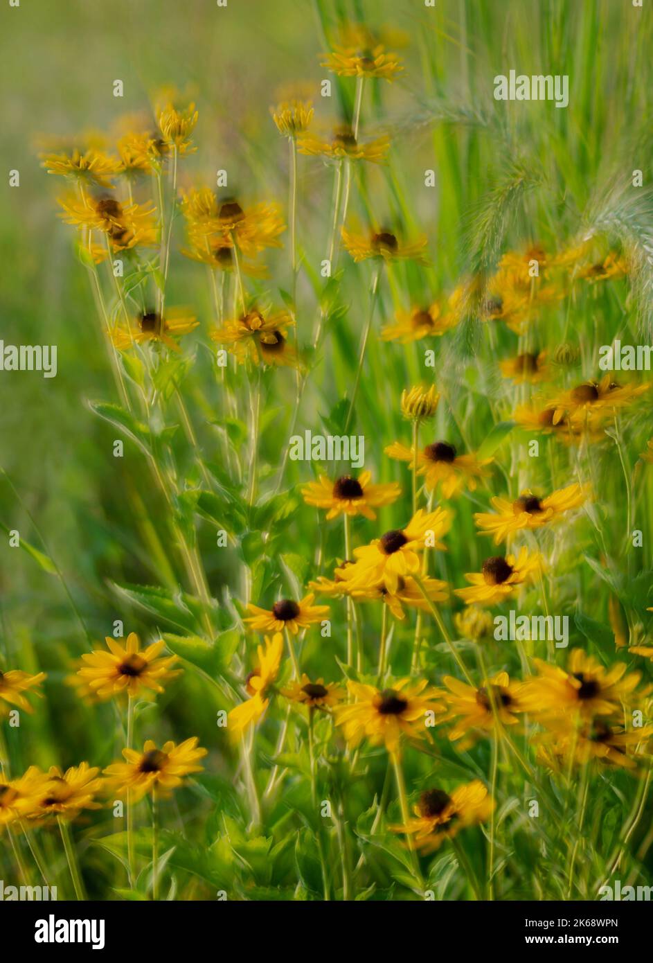 Les Susans à yeux noirs sont abstraits, Nachusa Grasslands nature Conservancy, comté d'Ogle, Illinois Banque D'Images