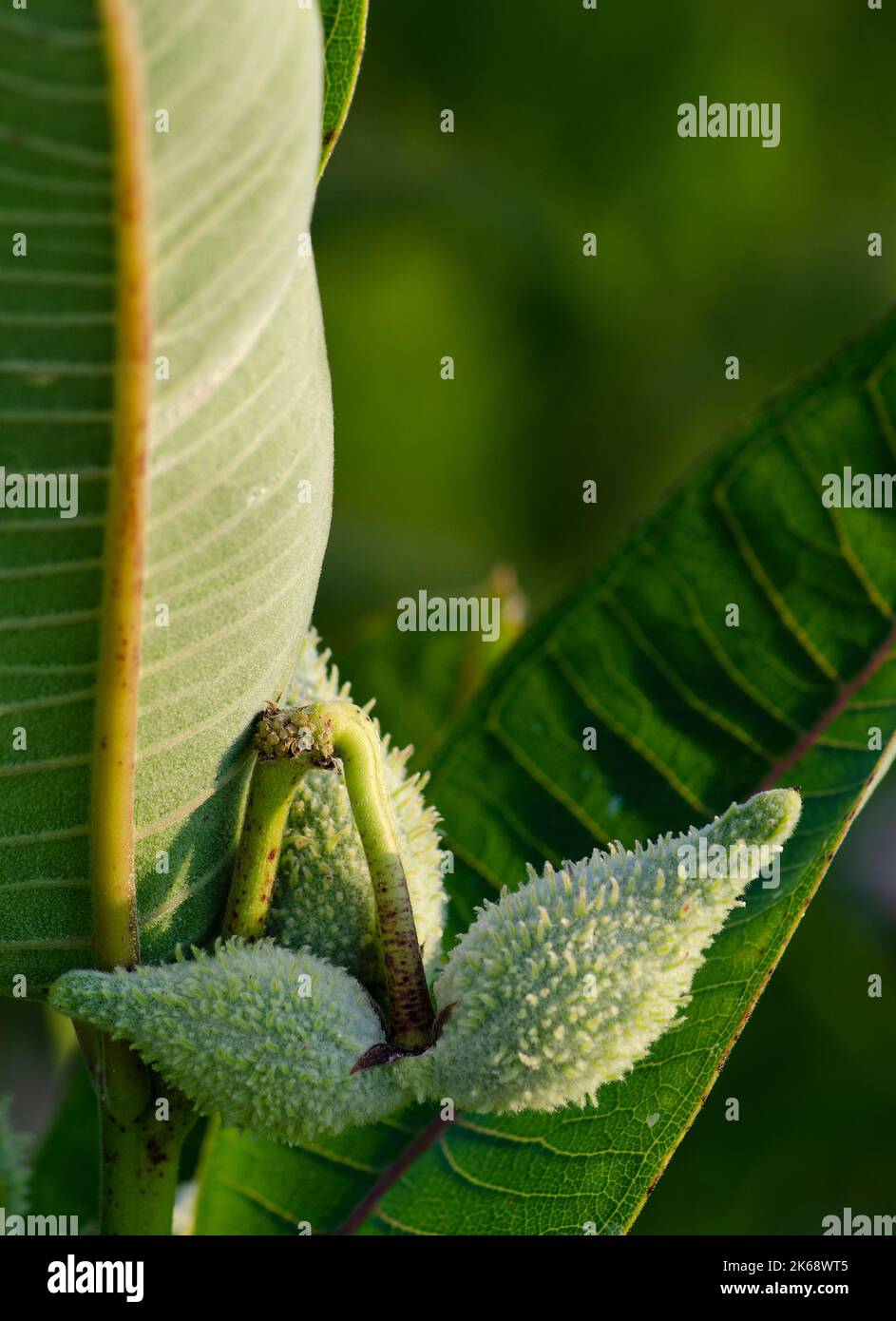 Les gousses de graines de laitan pendent deux feuilles de laitan, Nachusa nature Conservancy, Ogle & Lee Counties, Illinois Banque D'Images