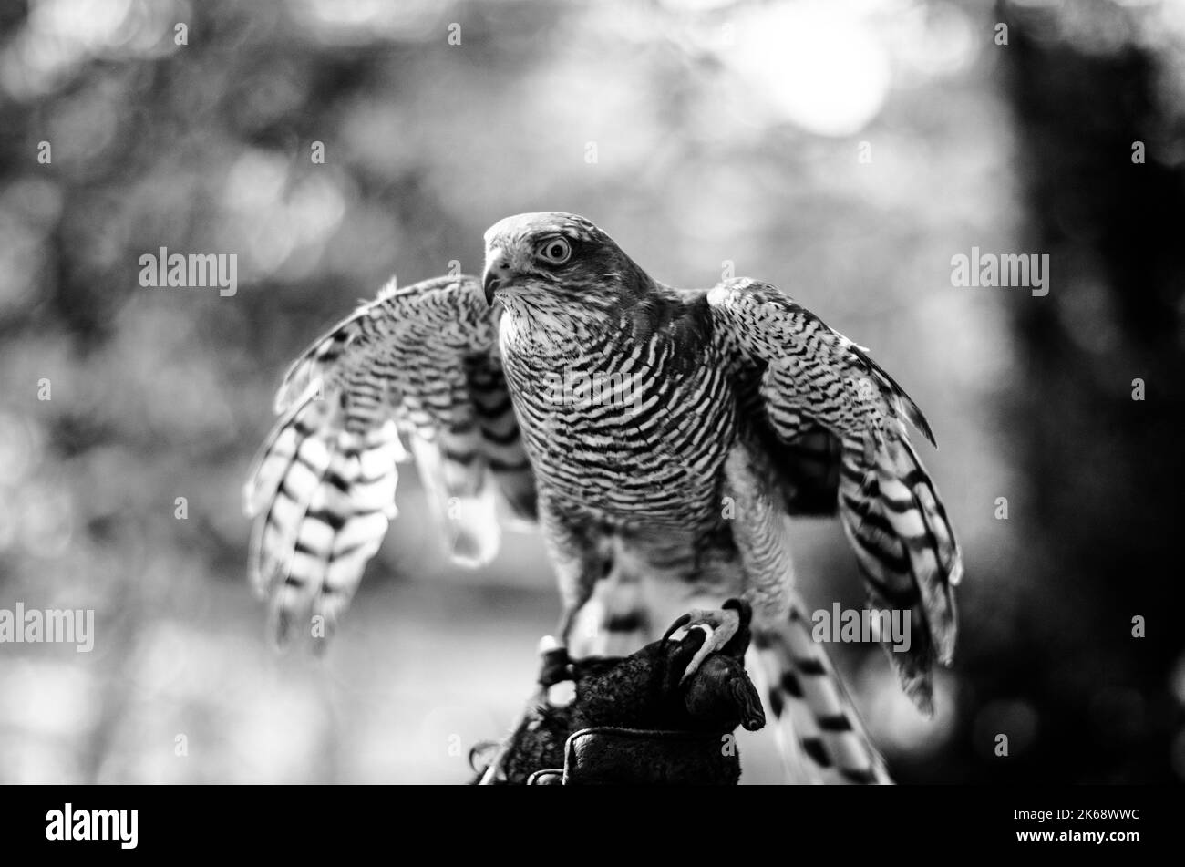 Une photo en échelle de gris d'un oiseau de goshawk du nord qui s'en prend à une branche Banque D'Images