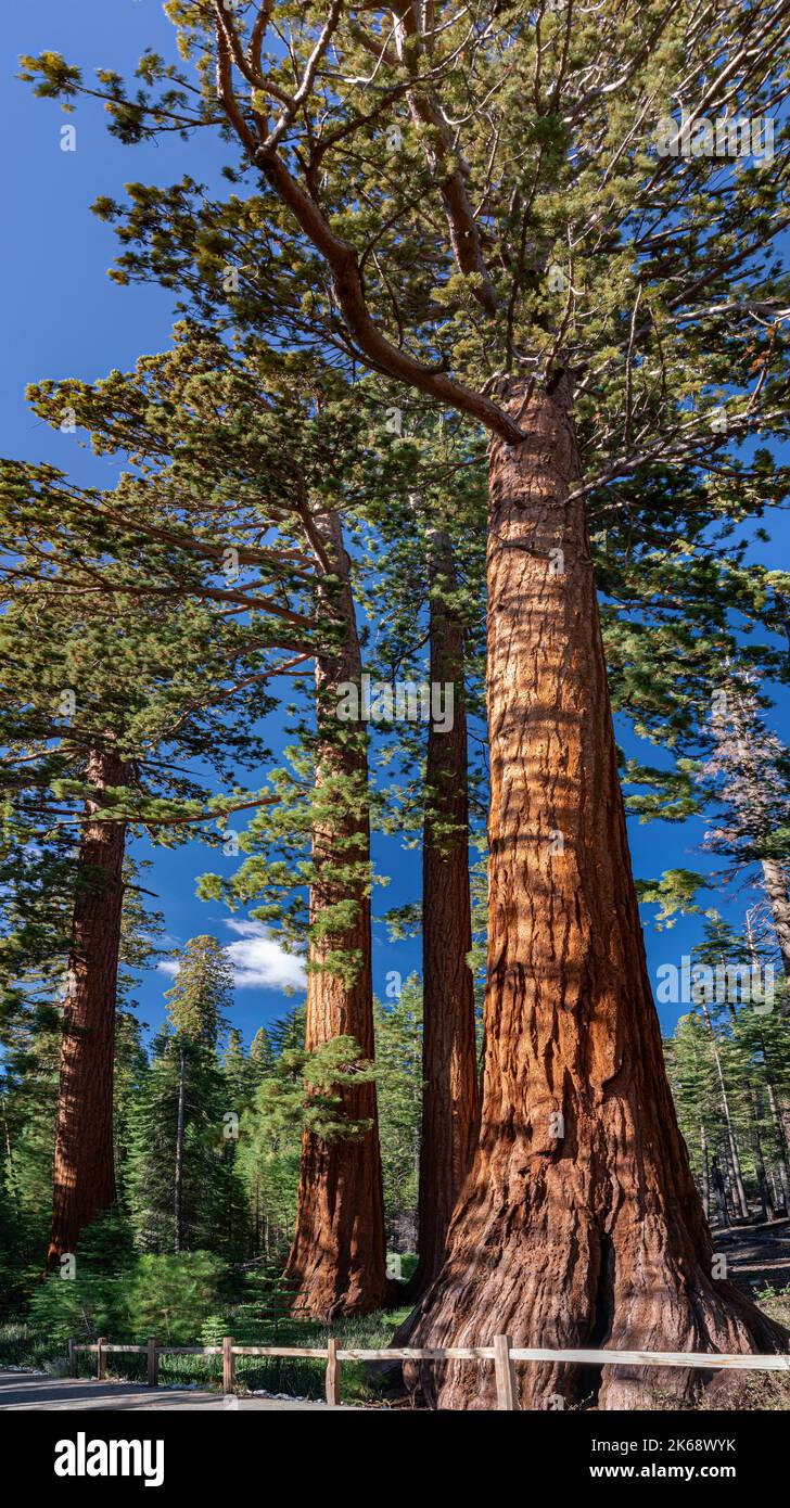 Les arbres Ginat Sequoia montrent leur hauteur le long d'un sentier à Mariposa Grove, dans le parc national de Yosemite, en Californie Banque D'Images