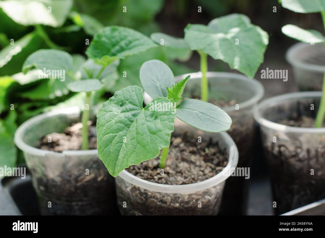 Semis de pastèques prêts pour la plantation en terrain ouvert. La culture de pastèques dans le pays Banque D'Images