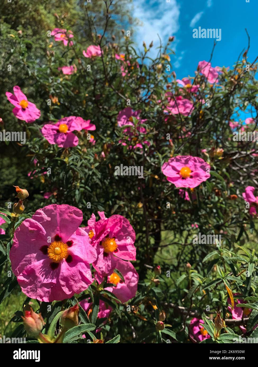 Fleurs roses vibrantes sur un arbuste rosé sous un ciel bleu Banque D'Images