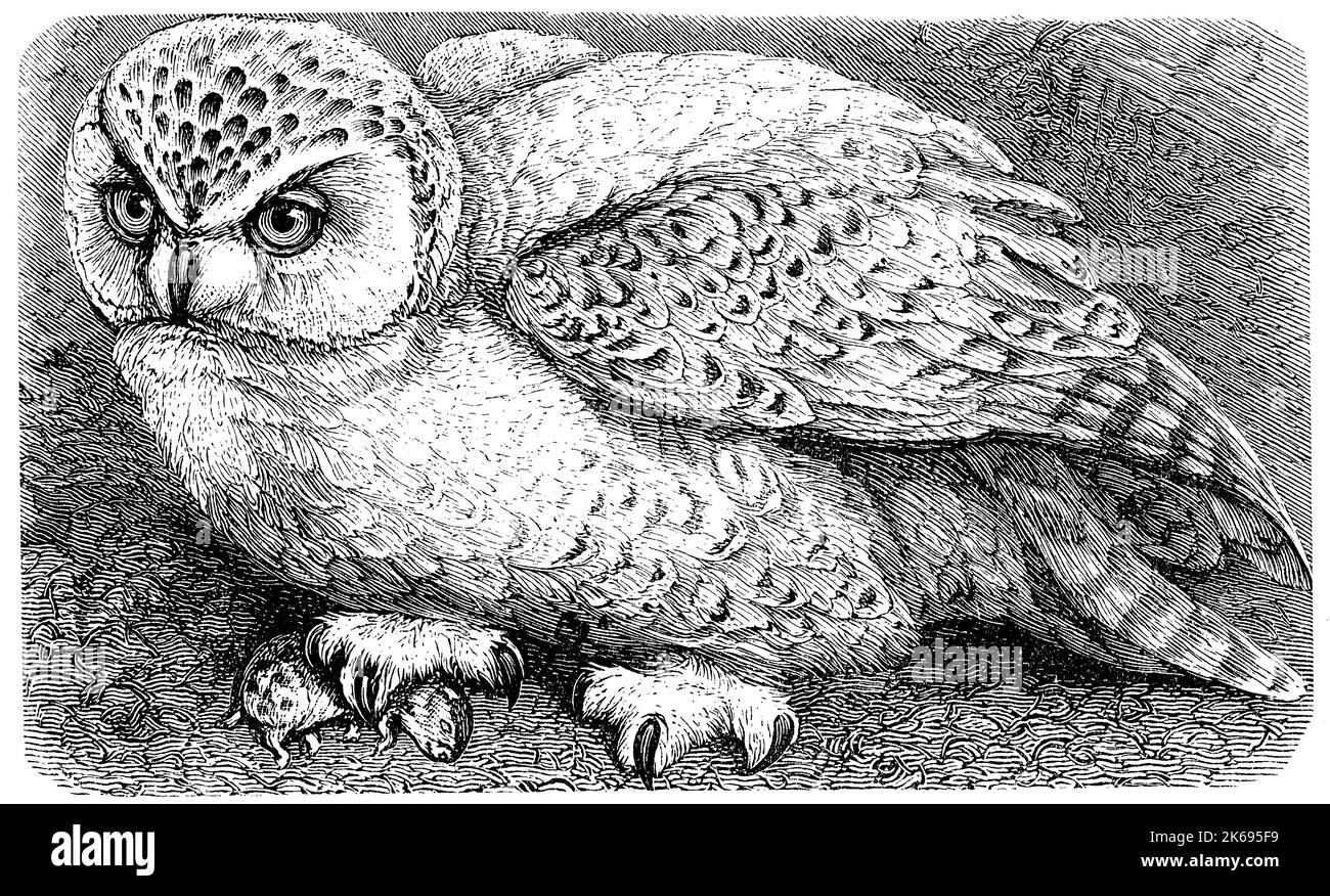 L'amélioration de la reproduction numérique, Bubo scandiacus Snowy Owl,, Bubo scandiaca Nyctea scandiaca, original, woodprint de th 19e siècle Banque D'Images