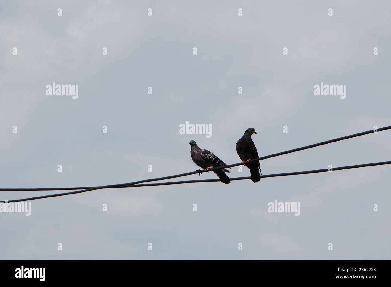 Deux pigeons de couleur foncée, perchés sur un câble électrique dans la ville, dans un ciel gris nuageux Banque D'Images