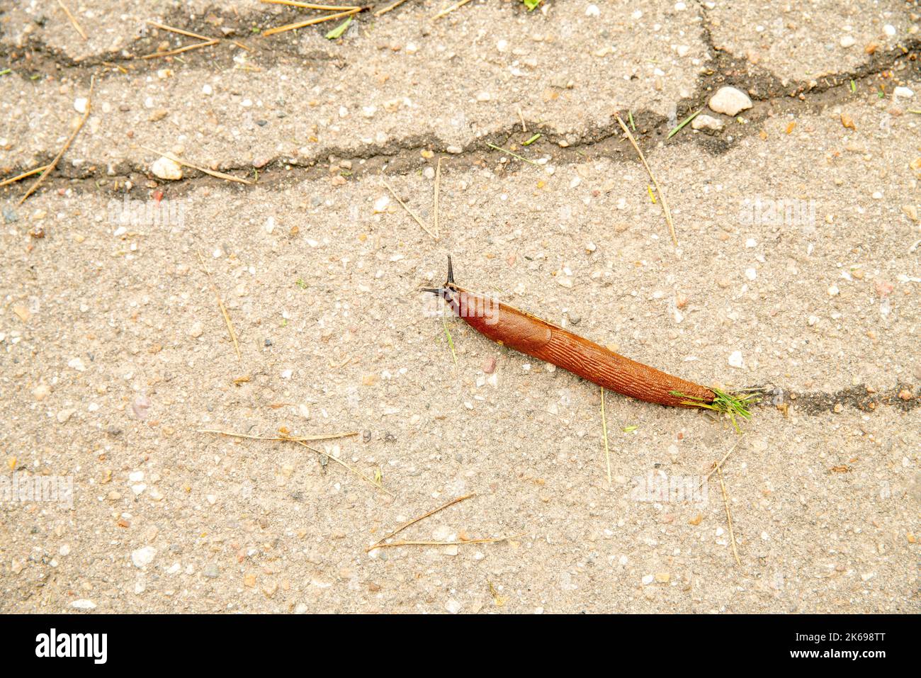 une limace rampe (longueur d'environ 5 cm) le long de l'asphalte avec un morceau d'herbe en automne Banque D'Images