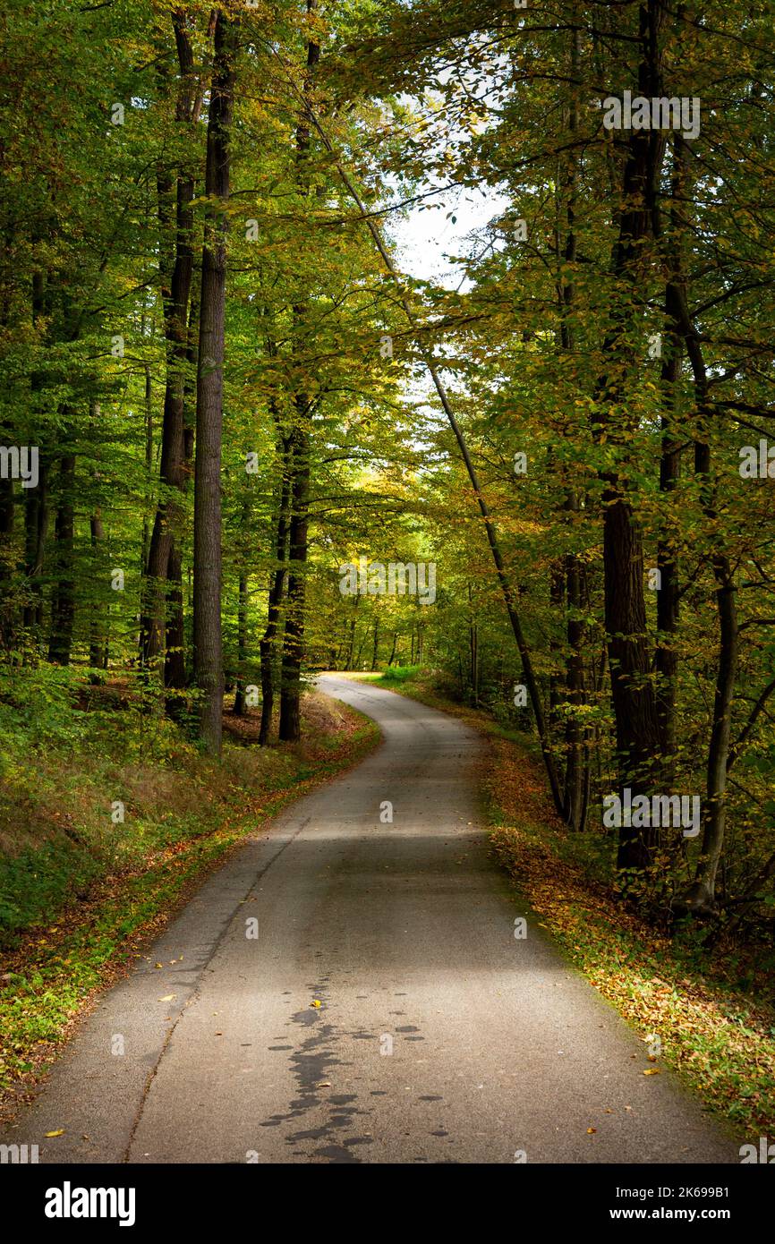 Route dans la forêt d'automne. Banque D'Images
