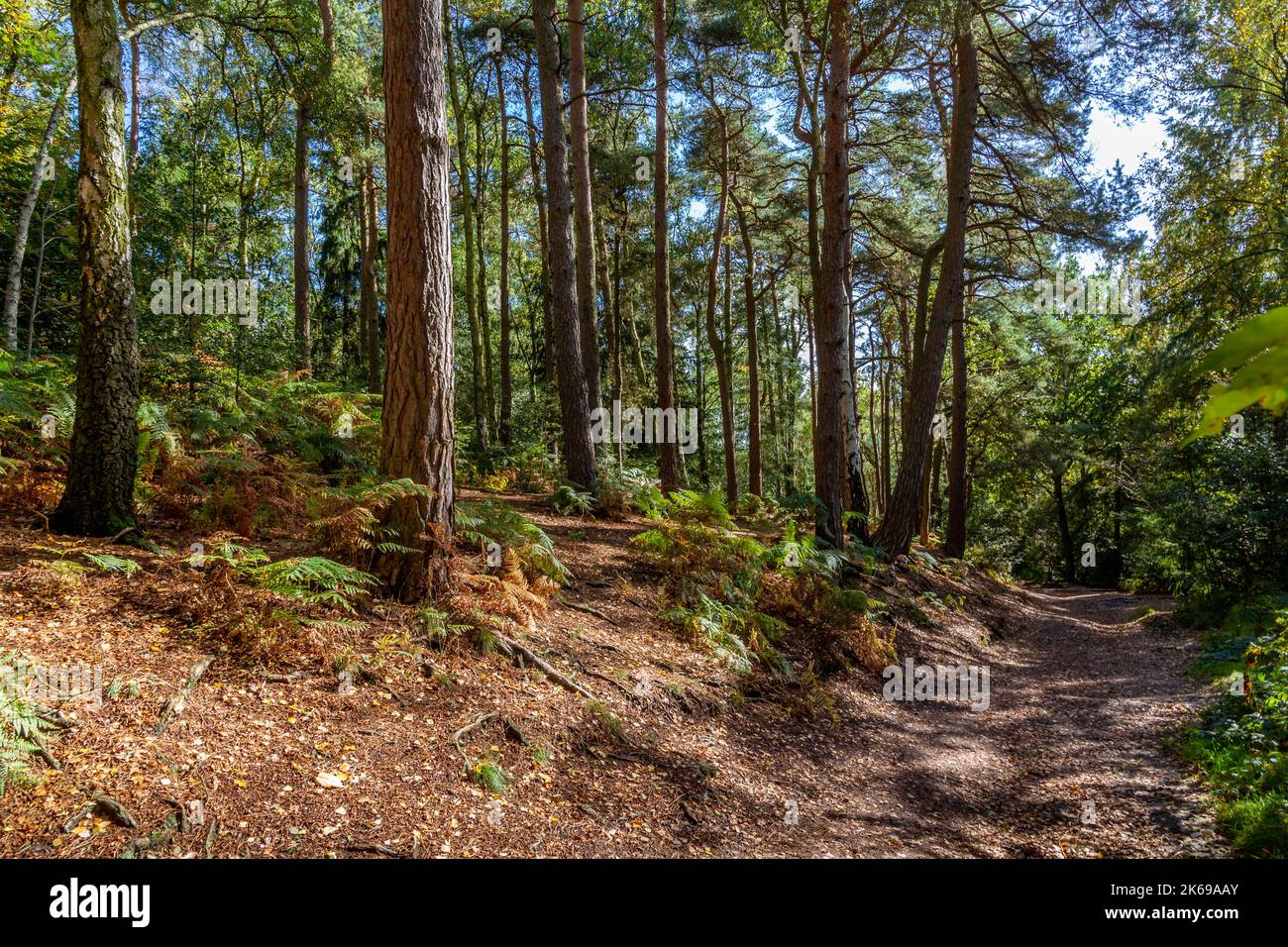 Vues panoramiques sur la campagne de Lickey Hills en automne. Banque D'Images