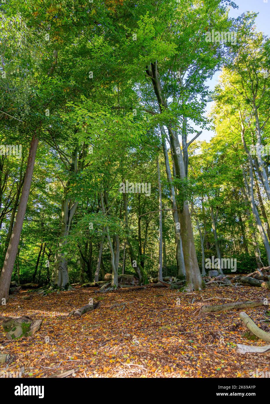 Vues panoramiques sur la campagne de Lickey Hills en automne. Banque D'Images