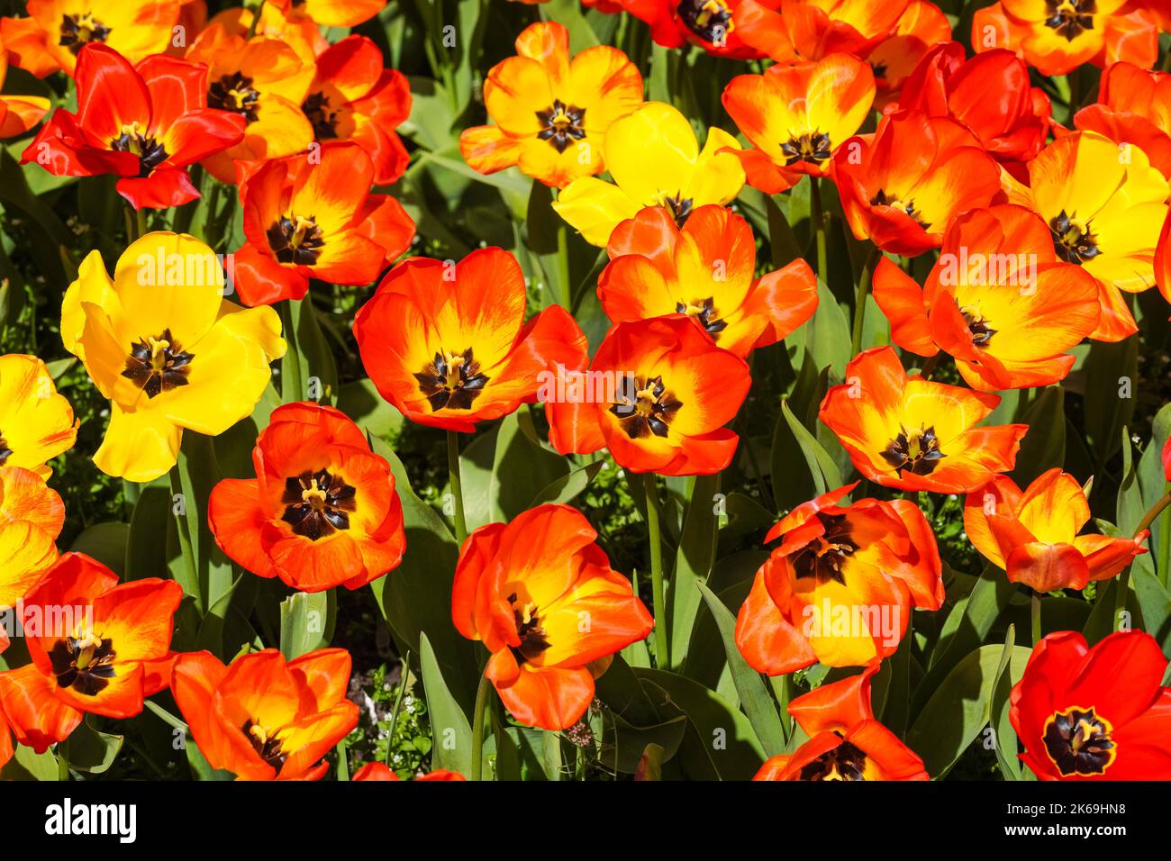 Tulipes rouges et jaunes poussant sur le lit de fleurs Banque D'Images