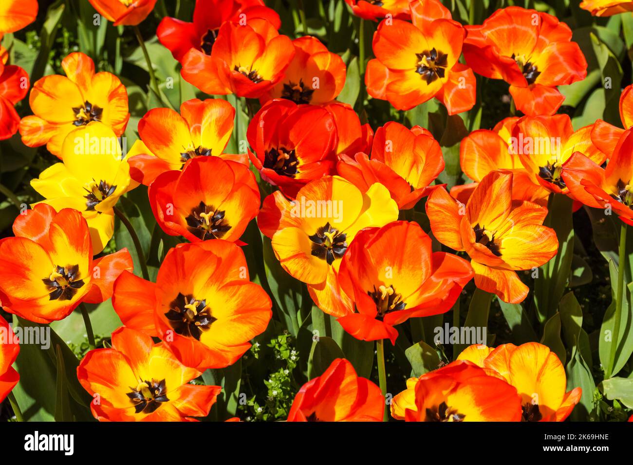 Tulipes rouges et jaunes poussant sur le lit de fleurs Banque D'Images