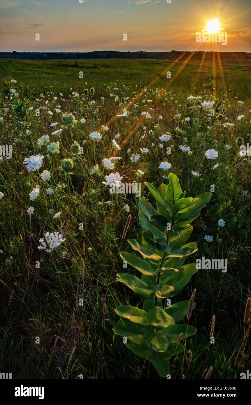 La dentelle de Milkweed & Queen Ann brillera au coucher du soleil sur la prairie à Nachusa Grasslands nature Conservancy, dans les comtés de Lee et d'Ogle, en Illinois Banque D'Images