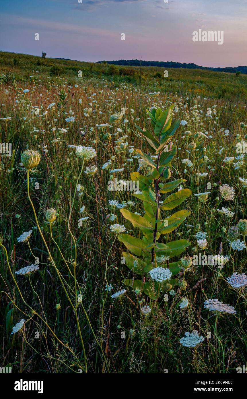 La dentelle de Milkweed & Queen Ann est présentée sous la lumière du crépuscule dans la prairie au Nachusa Grasslands nature Conservancy, dans les comtés de Lee et d'Ogle, en Illinois Banque D'Images