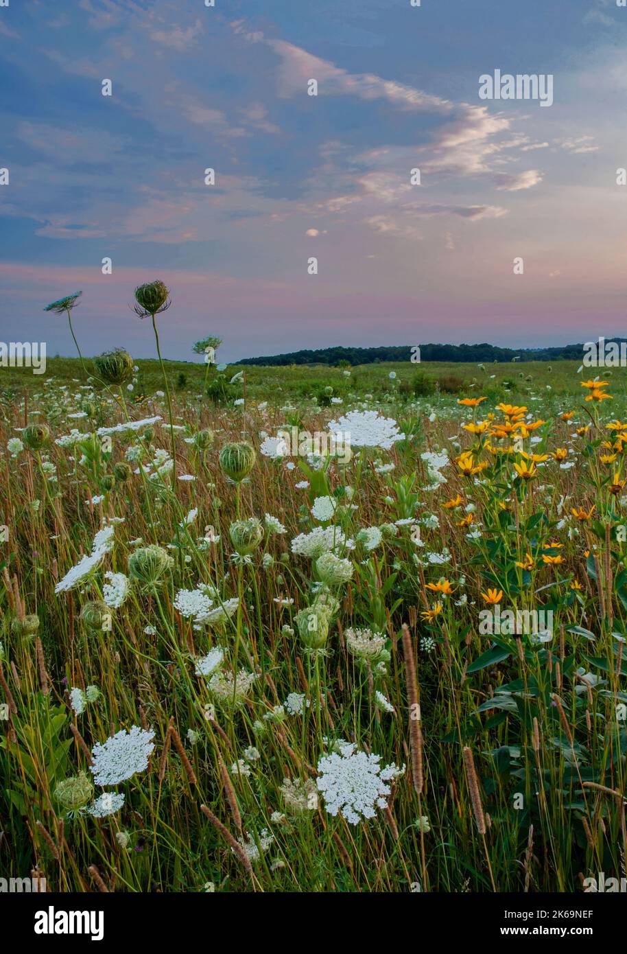 La dentelle de la reine Ann fleurit dans la prairie tandis que le soleil se couche au Nachusa Grasslands nature Conservancy, Ogle & Lee Counties, Illinois Banque D'Images