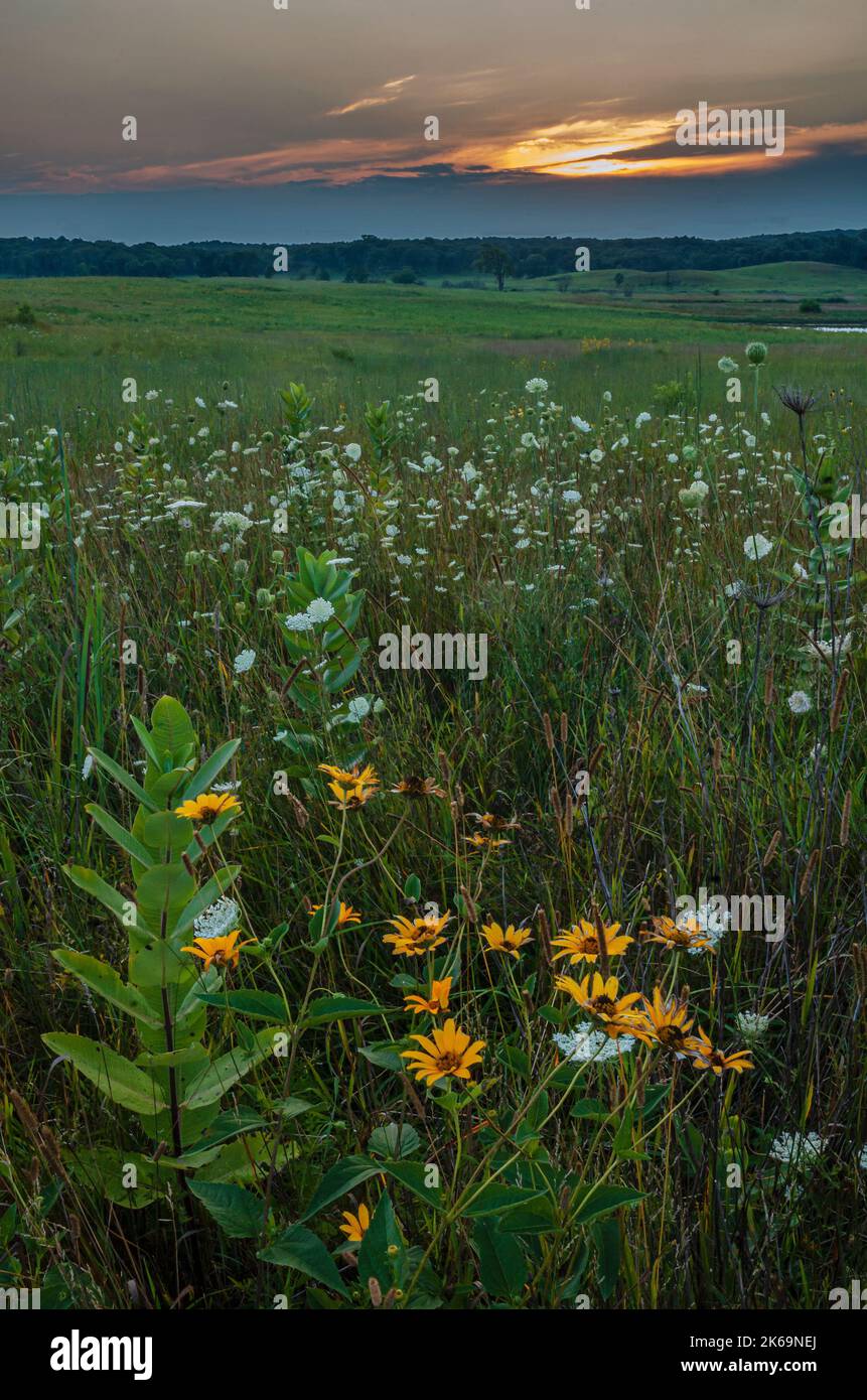 Susans à yeux noirs, dentelle de Milkweed & Queen Ann au coucher du soleil au Nachusa Grasslands nature Conservancy, dans les comtés de Lee et d'Ogle, Illinois Banque D'Images