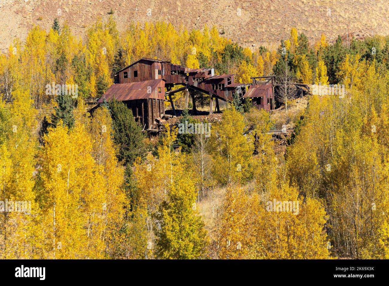 Les feuilles d'Aspen se transforment en or dans un bautul Victor district minier automne. Banque D'Images