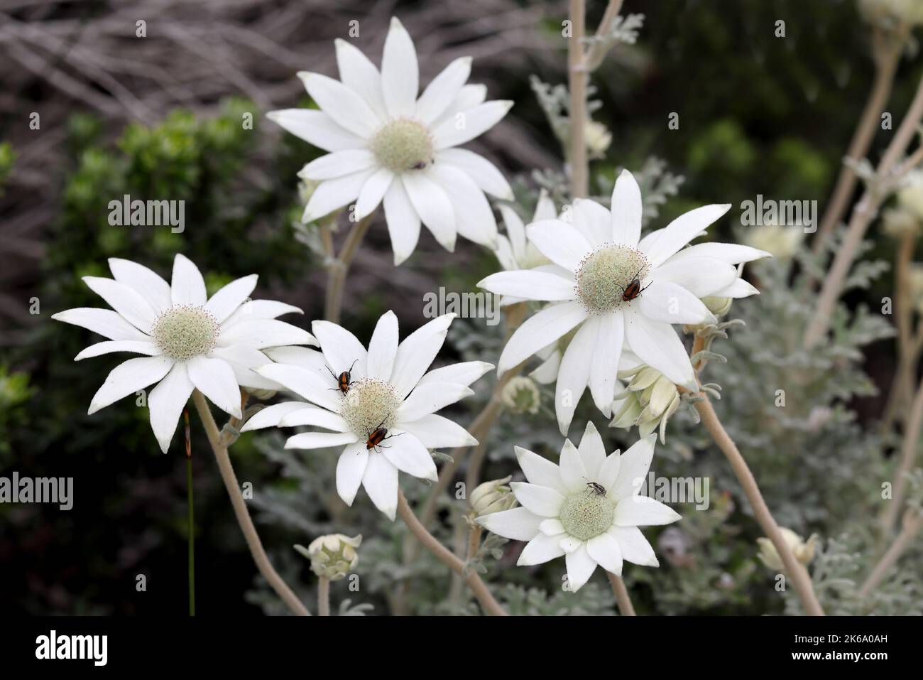 Flanelle plante de fleur en fleur Banque D'Images