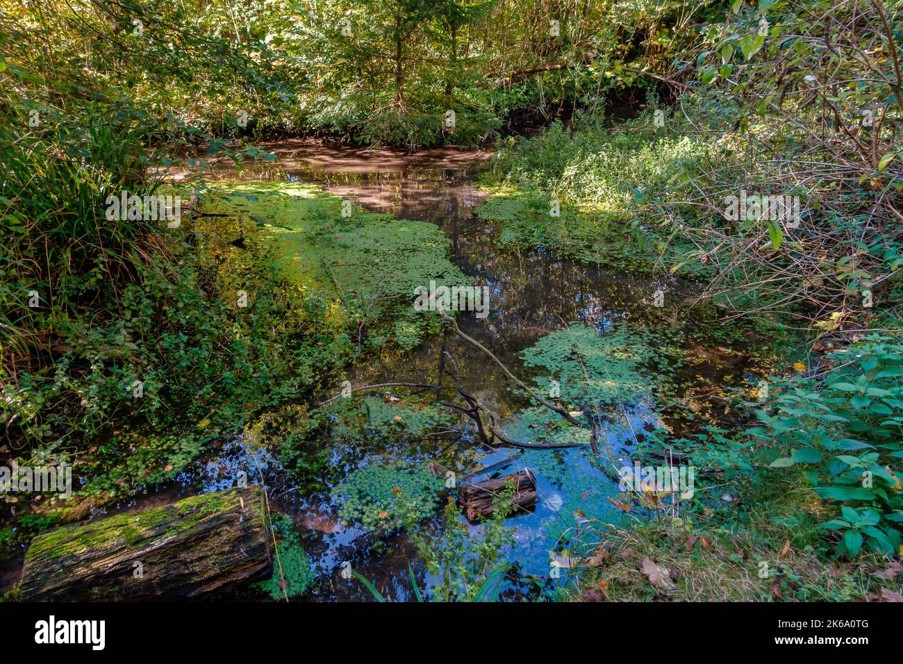Woodland Stream, début de l'automne, Banque D'Images
