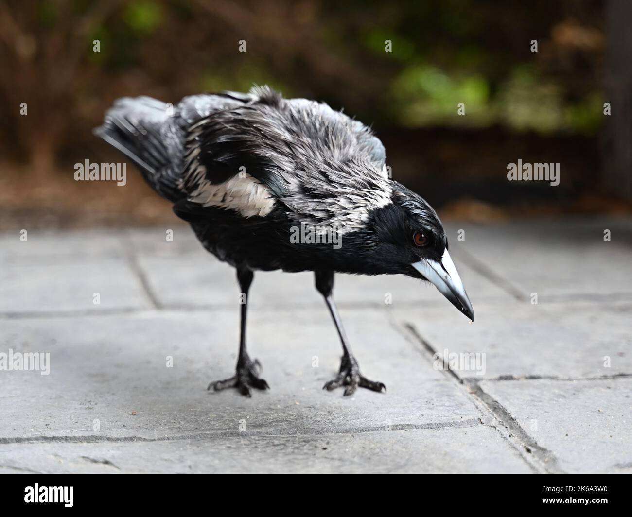 Côté d'une magpie australienne humide, alors qu'elle tente de sécher dans un endroit abrité à côté d'une maison pendant la pluie forte Banque D'Images