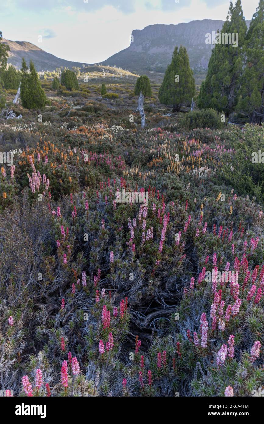 prairie de la scoparia fleurie et trône de salomon aux murs du parc national de jérusalem Banque D'Images
