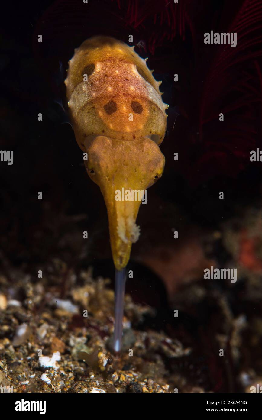 Un seiche nain (Sepia bandensis), chasse en projetant sa longue langue vers sa proie. Banque D'Images