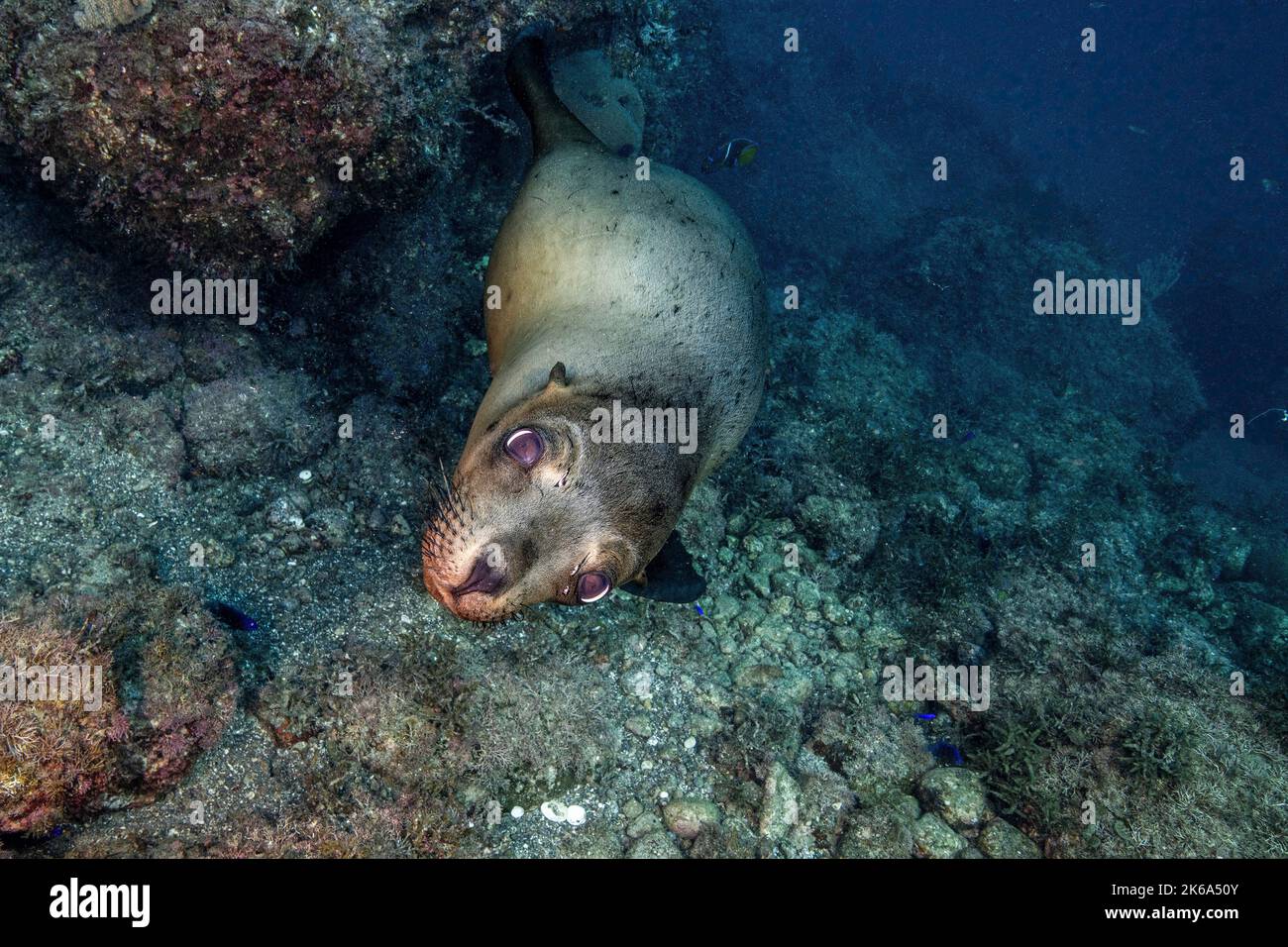 Un lion de mer de Californie regarde avec les yeux de chien de chiot, la mer de Cortez. Banque D'Images