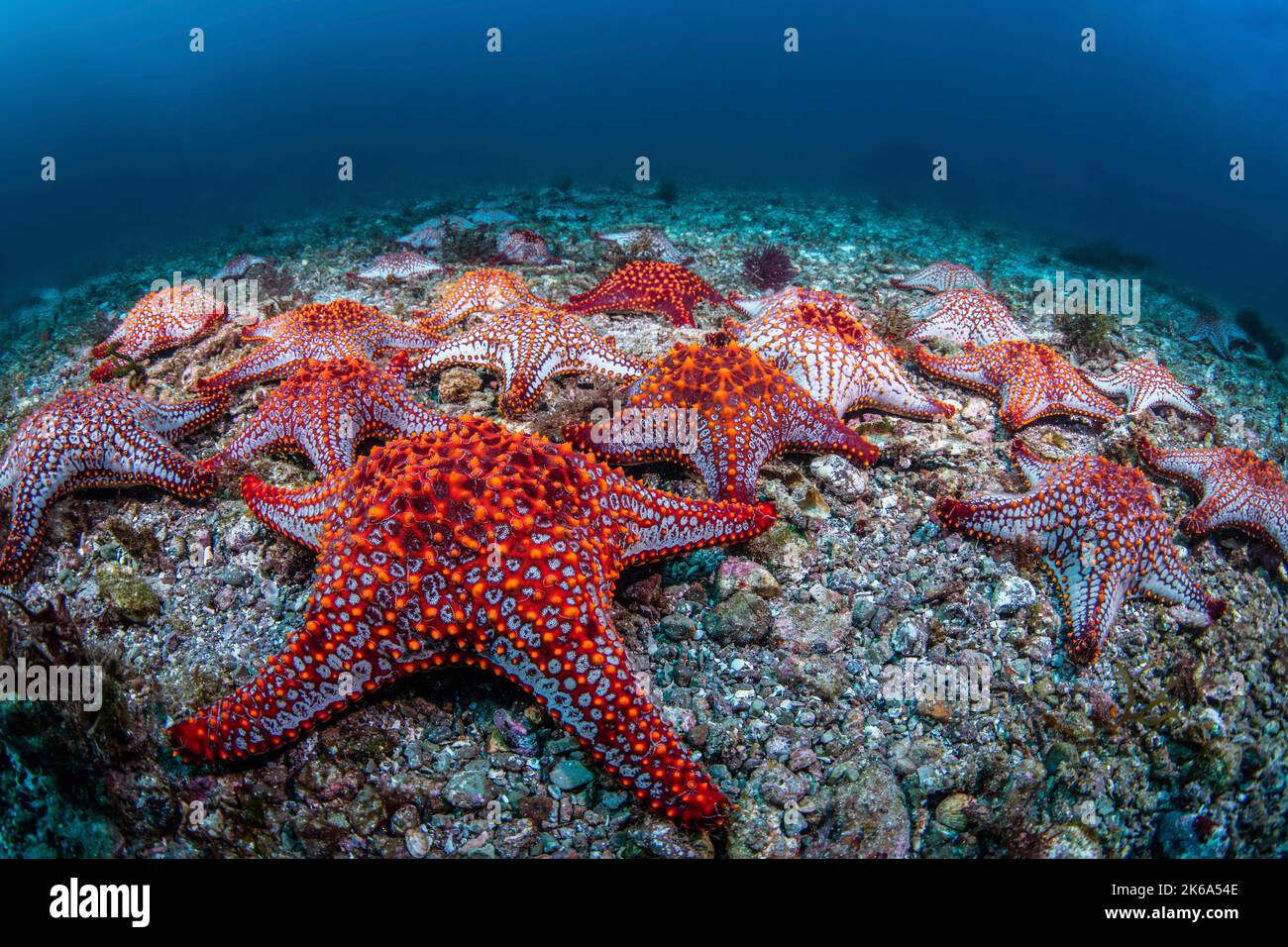 PANAMIC coussin étoiles (Pentaceraster cumingi), se rassemblent sur le fond de la mer, la mer de Cortez. Banque D'Images