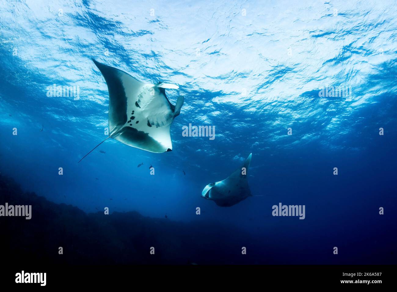 Deux rayons manta jouent dans les vagues à la surface de l'océan, l'île de Socorro, au Mexique. Banque D'Images
