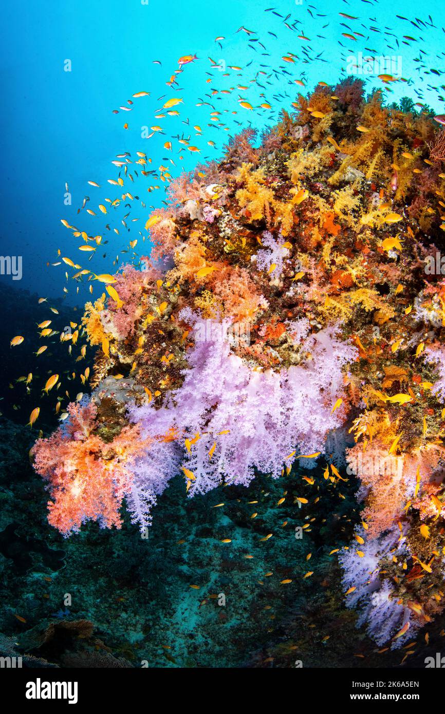 Une structure de récif de corail en forme de tête de cheval, Maldives. Banque D'Images