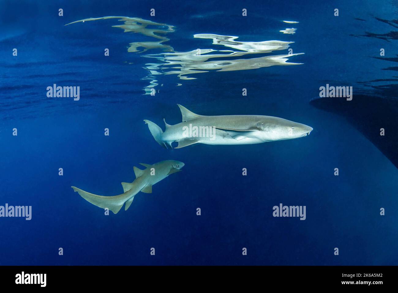 Deux requins nourrices nagent près de la surface en laissant leur reflet derrière eux, les Maldives. Banque D'Images