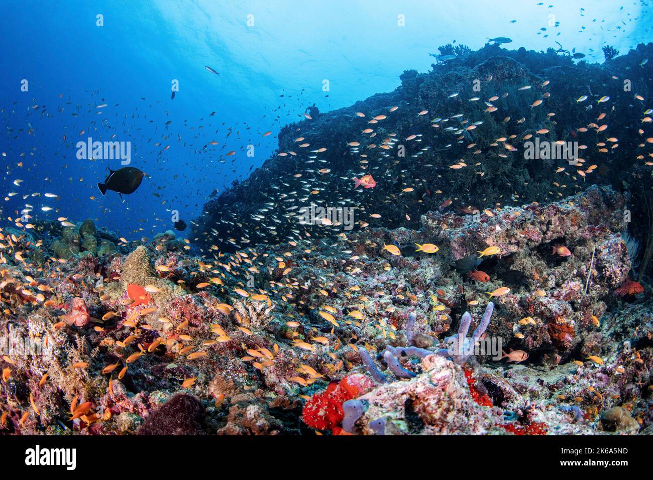Un récif de corail très fréquenté aux Maldives. Banque D'Images