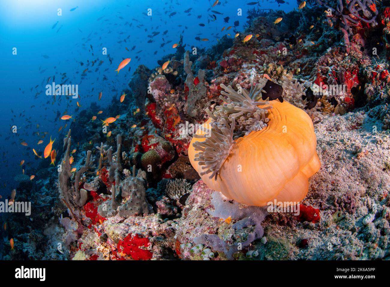 Une anémone orange abrite des poissons anémone noirs sur un récif de corail très fréquenté, aux Maldives. Banque D'Images