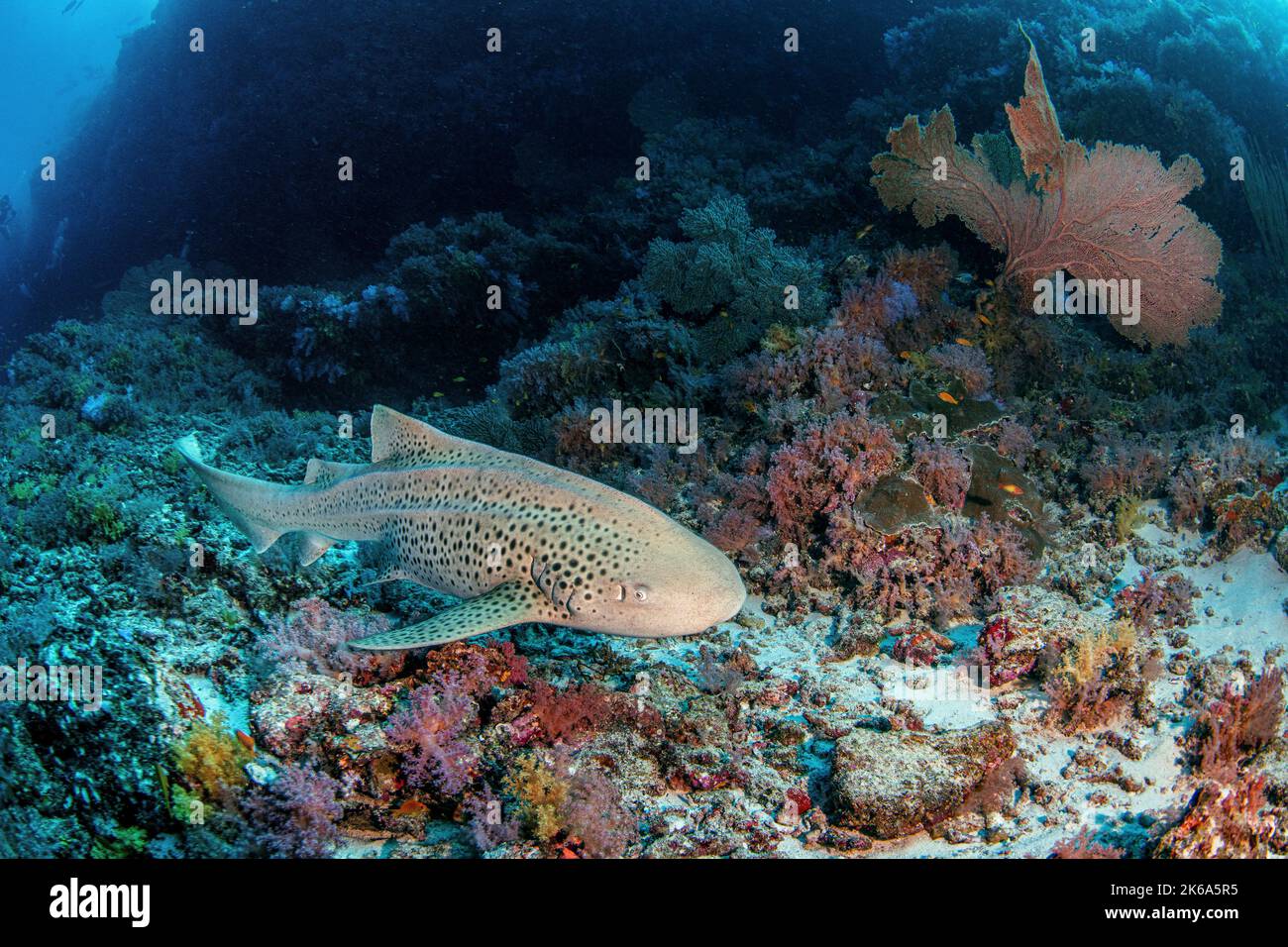 Un requin léopard nage près d'un récif de corail, aux Maldives. Banque D'Images