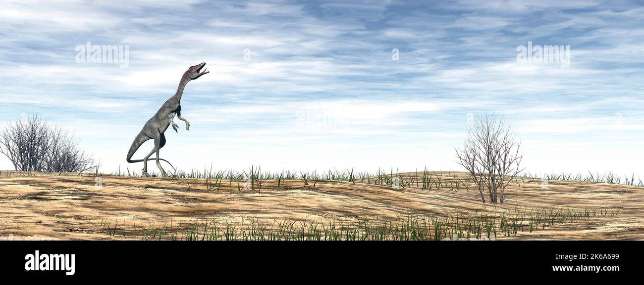 Dinosaure de Compsognathus marchant dans le désert de jour. Banque D'Images