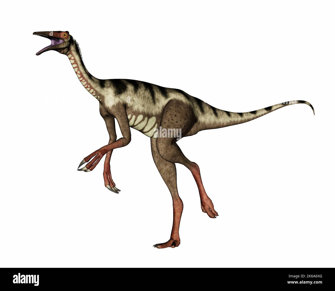 Pelecaniimus dinosaure marchant et rugissant, isolé sur fond blanc. Banque D'Images