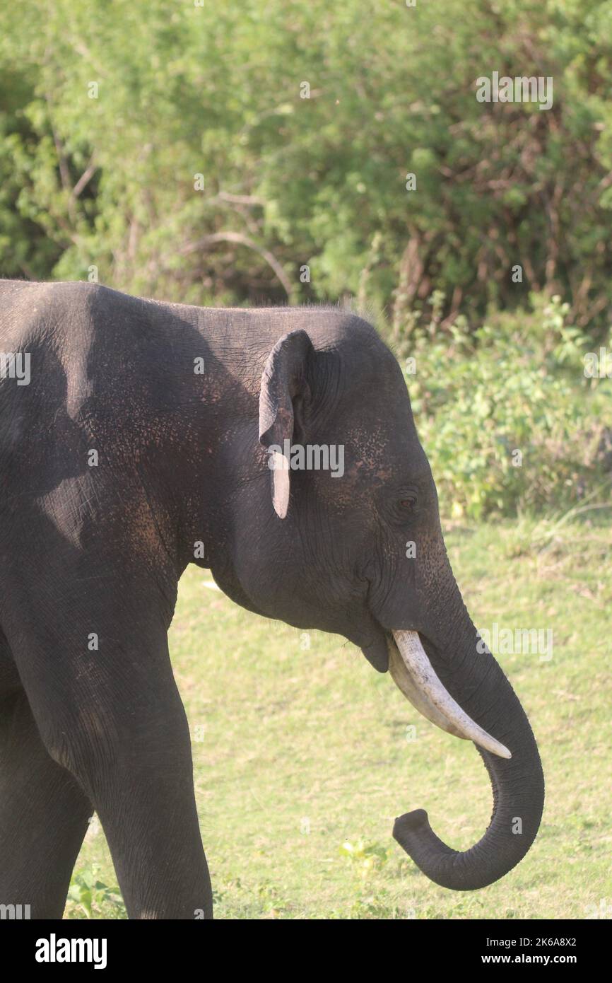 Le grand rassemblement dans le parc national de Méneriya, Sri Lanka. Visite Sri Lanka Banque D'Images