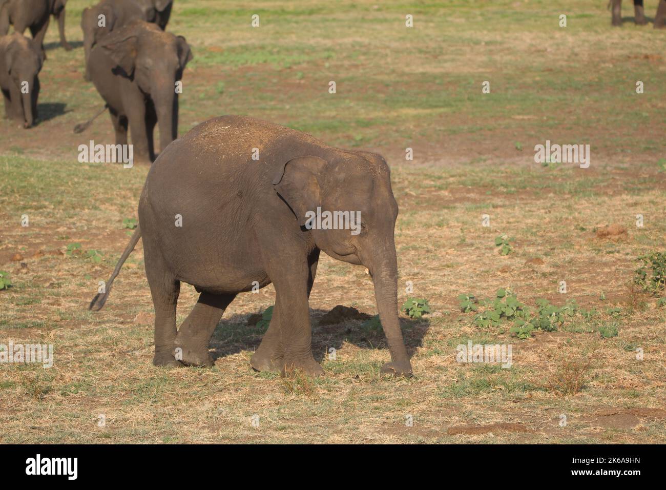 Le grand rassemblement dans le parc national de Méneriya, Sri Lanka. Visite Sri Lanka Banque D'Images