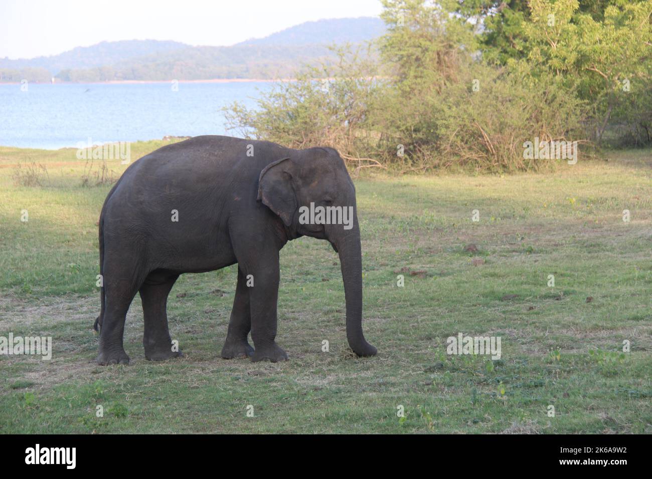 Le grand rassemblement dans le parc national de Méneriya, Sri Lanka. Visite Sri Lanka Banque D'Images