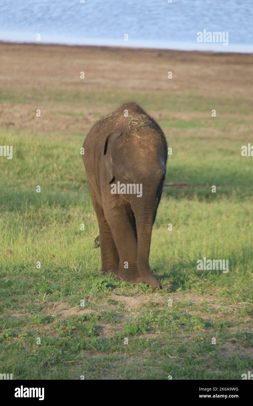 Le grand rassemblement dans le parc national de Méneriya, Sri Lanka. Visite Sri Lanka Banque D'Images