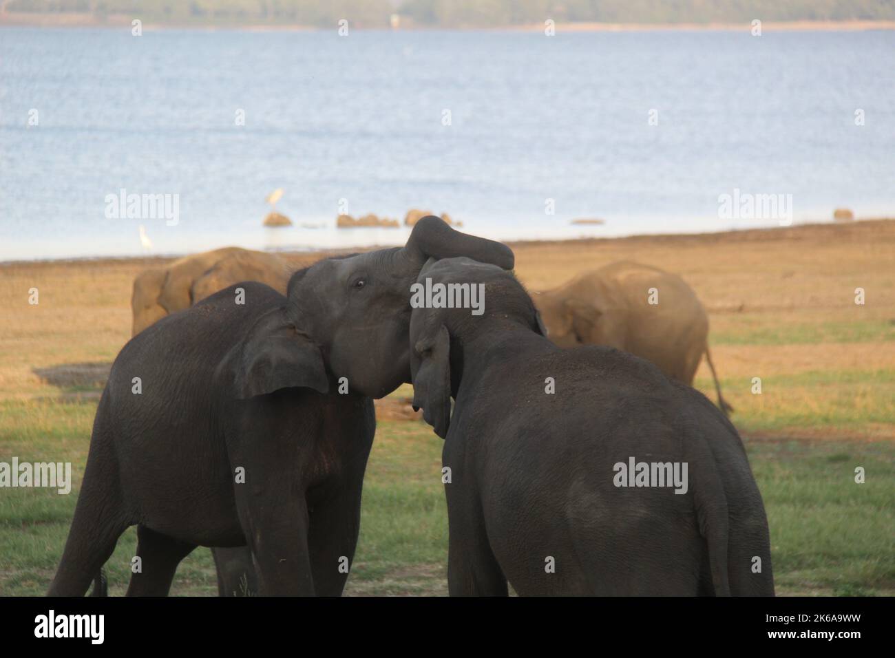 Le grand rassemblement dans le parc national de Méneriya, Sri Lanka. Visite Sri Lanka Banque D'Images